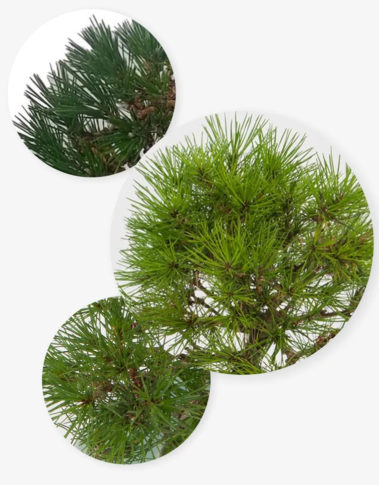 Japanese Black Pine Bonsai