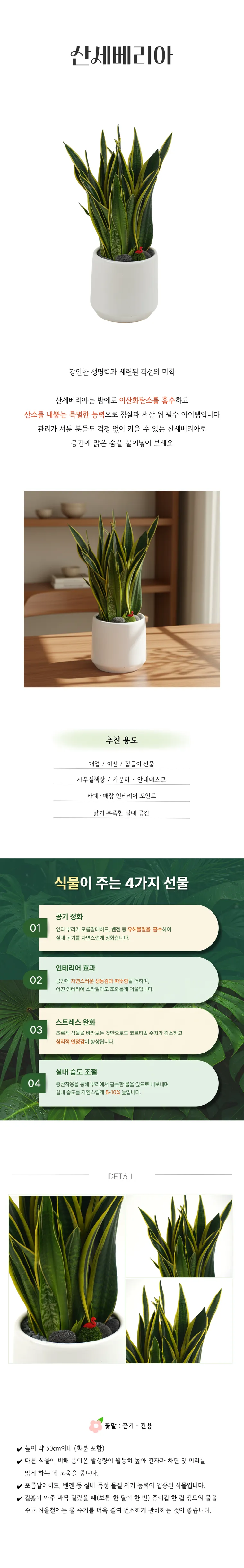 PS_006-산세베리아-26_03_01-001.png
