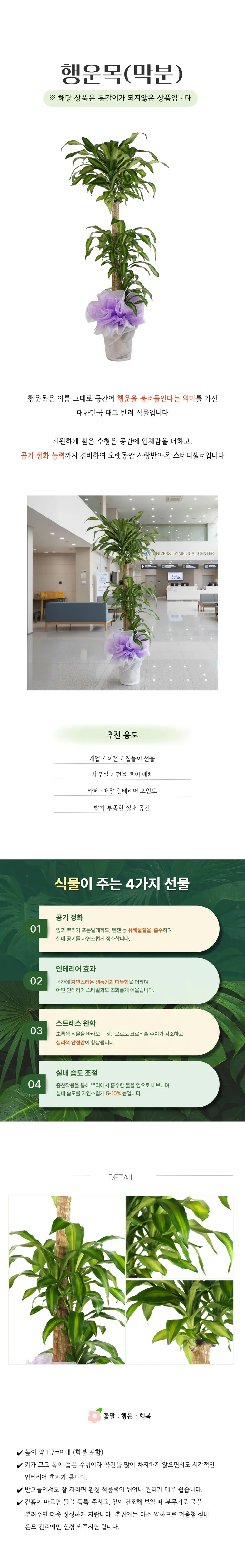 PL_024-행운목_막분_-26_02_24-001.png