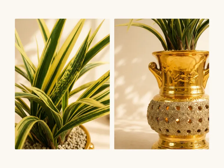 Hwanggeum Ilhyang Cymbidium (Gold Carved Pot)