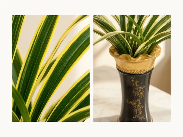Taeyanggeum Cymbidium (Standard Pot)