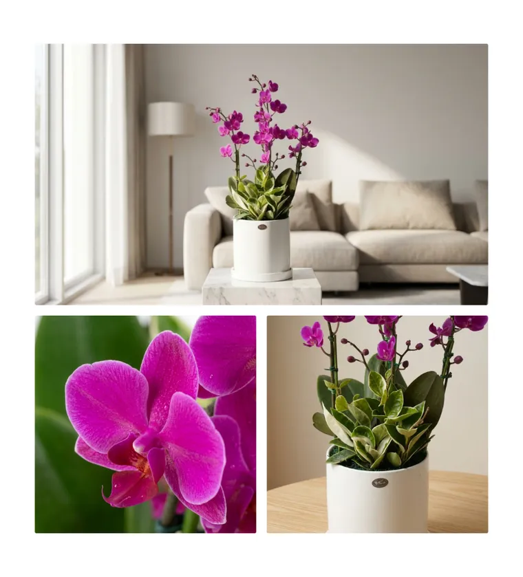 Mancheonhong Orchid B