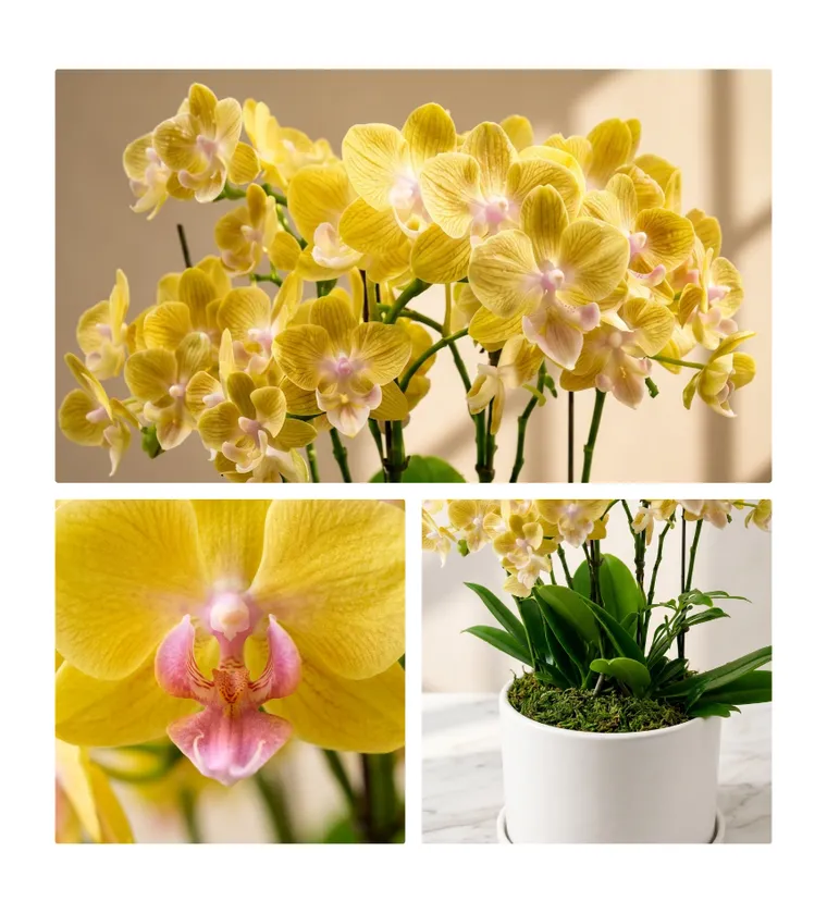 Gold One Orchid