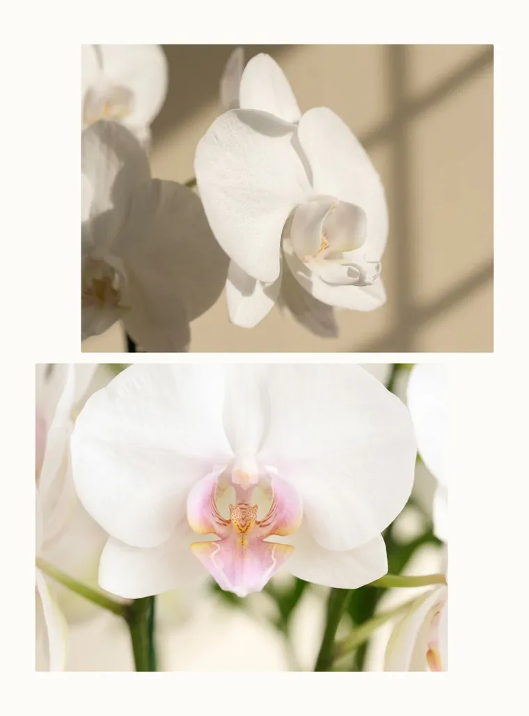 Phalaenopsis Orchid (White)