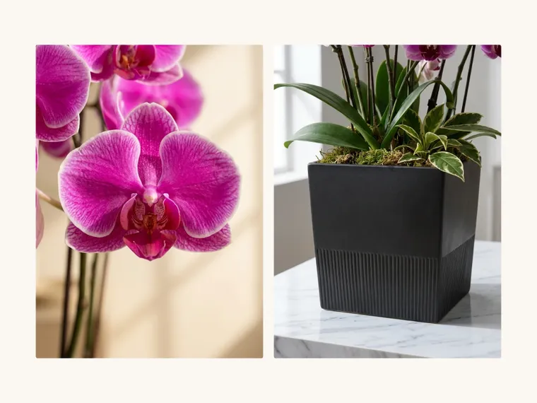 Phalaenopsis Orchid 120
