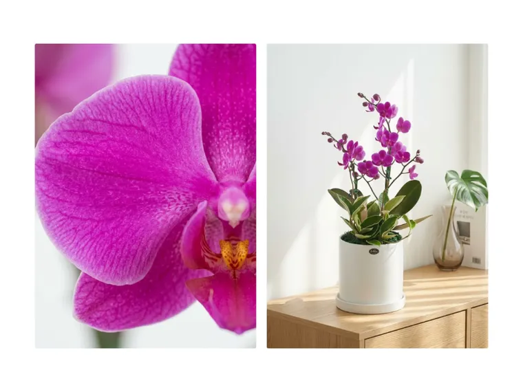 Mancheonhong Orchid A