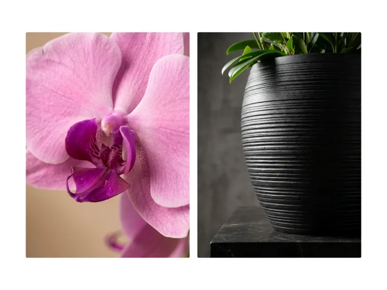 Phalaenopsis (Pink)
