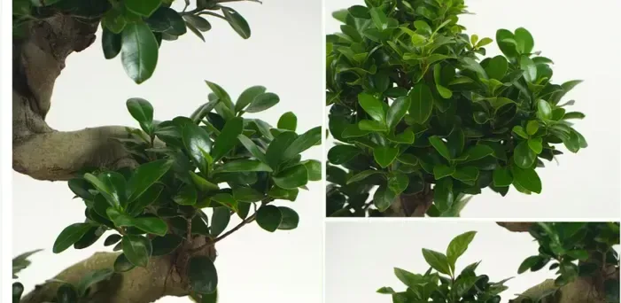 Gajimaru Ficus (Ficus microcarpa)