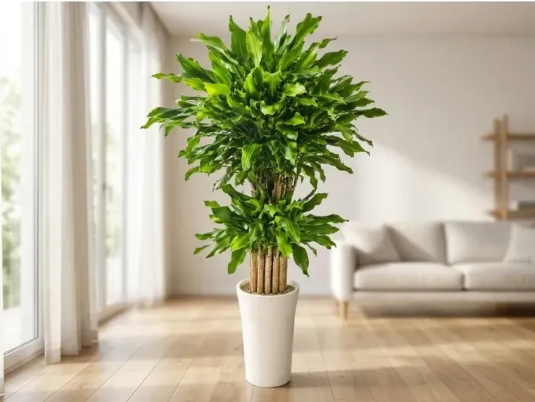 Golden Lucky Bamboo A