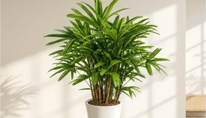 Lady Palm (Rhapis excelsa)