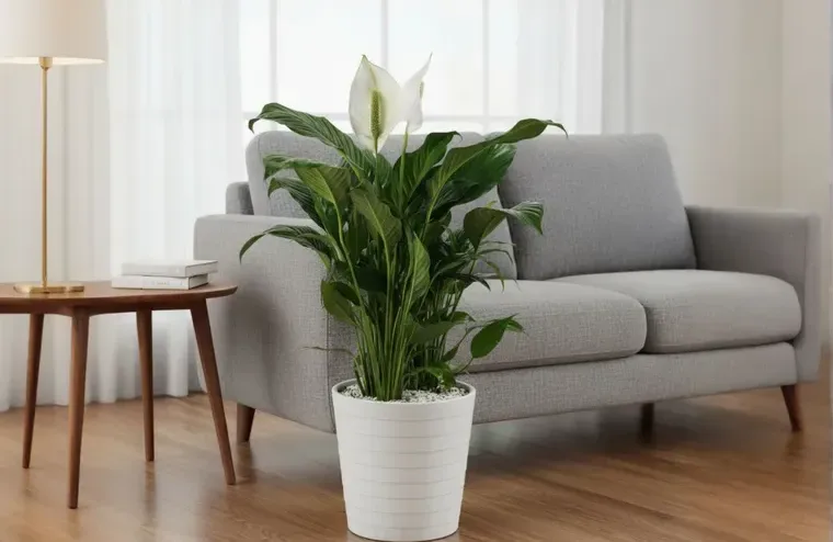 Peace Lily (Spathiphyllum)