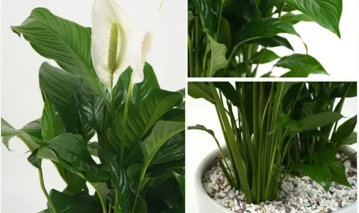 Peace Lily (Spathiphyllum)