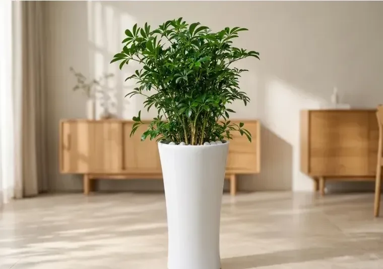 Dwarf Umbrella Tree (Schefflera)
