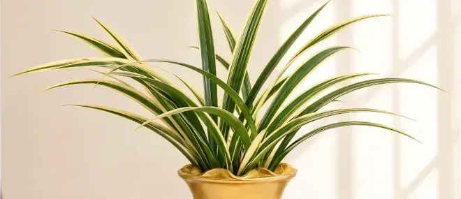Taeyanggeum Cymbidium (Standard Pot)