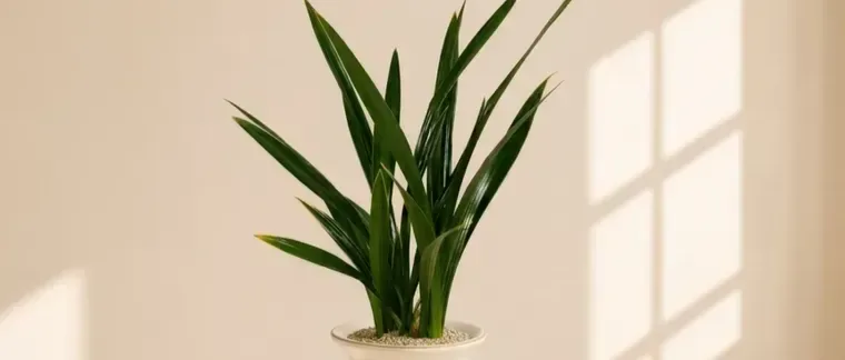 Daehun Cymbidium (Standard Pot)