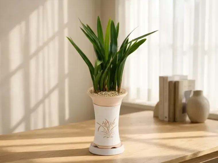 Sancheon Bose Cymbidium (Standard Pot)