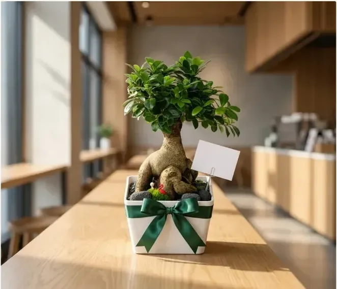 Ginseng Ficus