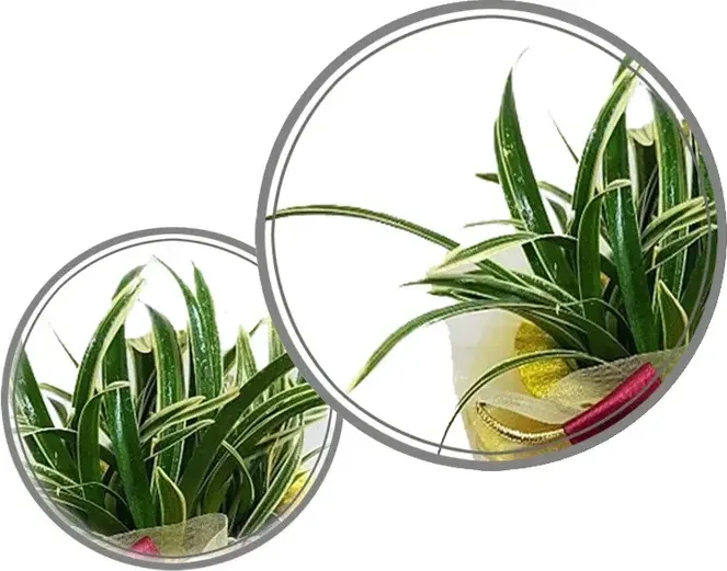 Daeguk Cymbidium (Carved Pot)