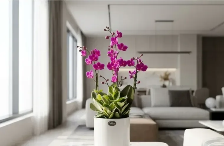 Mancheonhong Orchid B