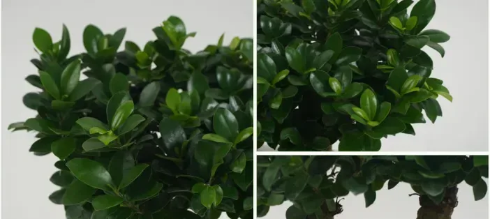 Ginseng Ficus (Twin Trunk)