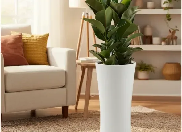 Rubber Plant (Ficus elastica)