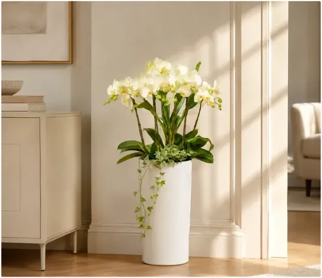 Phalaenopsis Orchid 170