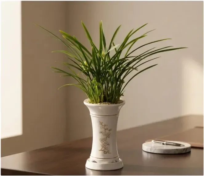 Cheolgol Sosim Cymbidium (Standard Pot)