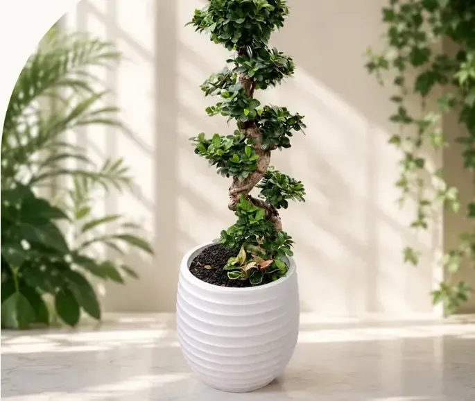 Gajimaru Ficus (Ficus microcarpa) B
