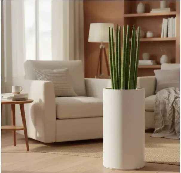 Cylindrical Snake Plant (Stuckyi)