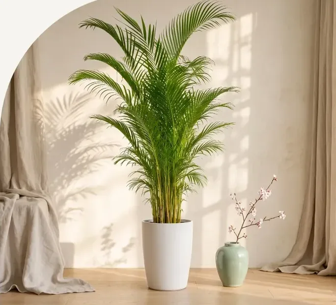 Areca Palm C