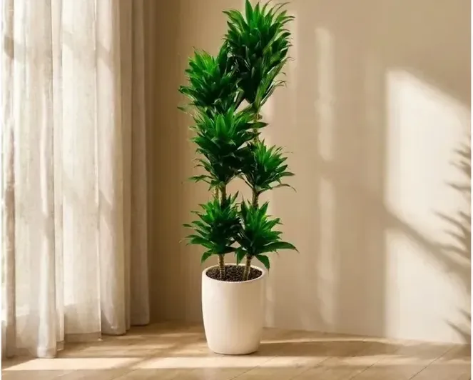 Dracaena Compacta A