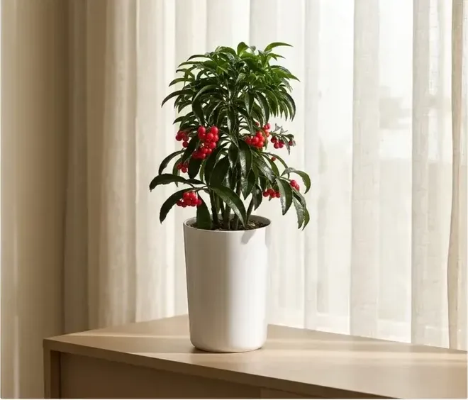 Coral Berry (Ardisia)