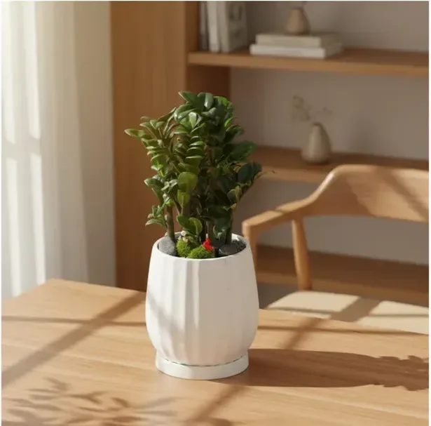 Jewel ZZ Plant B