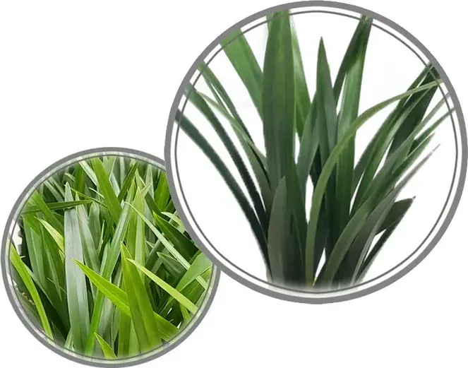 Sancheon Bose Cymbidium (Winter)