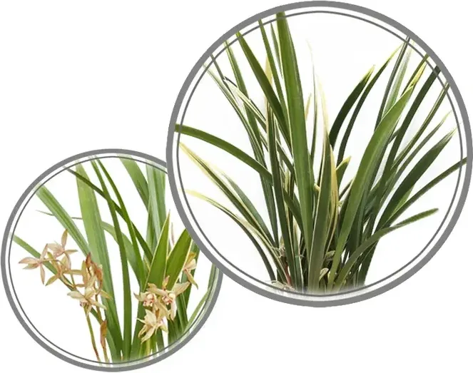 Okhwa Cymbidium (Carved Pot, Summer)