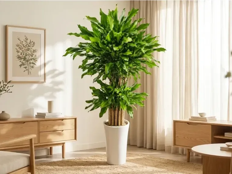 Golden Lucky Bamboo A