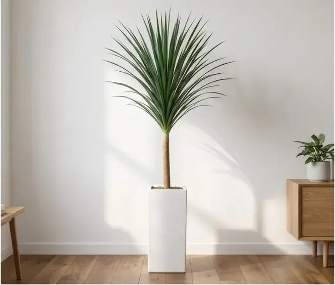 Dracaena Draco B