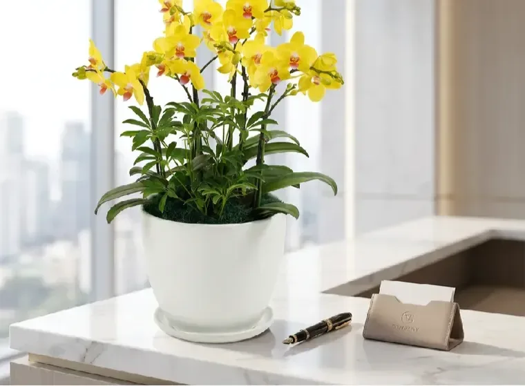 Golden King Orchid