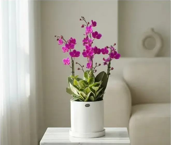 Mancheonhong Orchid B