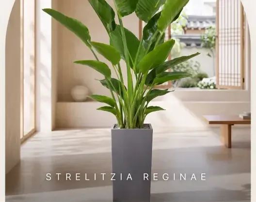 Bird of Paradise (Strelitzia) A