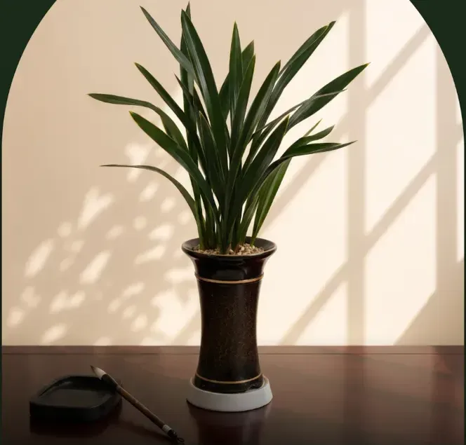 Sancheonjo Cymbidium (Standard Pot)