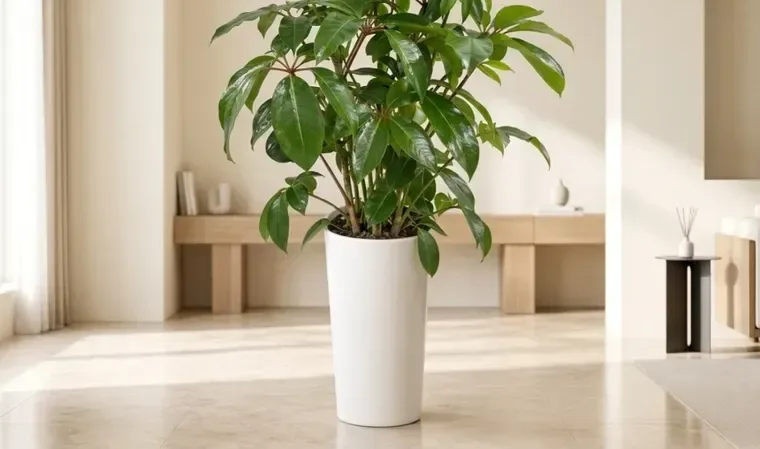 Dwarf Umbrella Tree (Large Leaf)