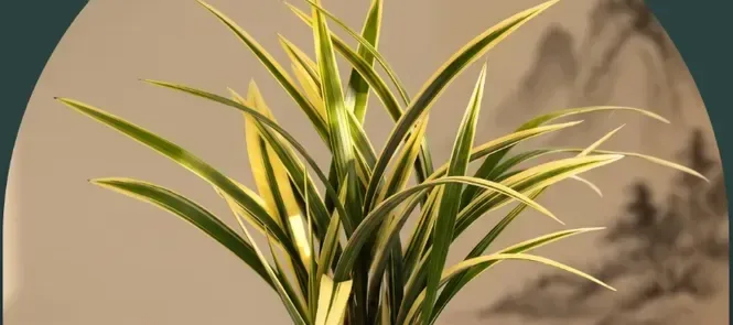 Ilhyanggeum Cymbidium (Carved Pot)