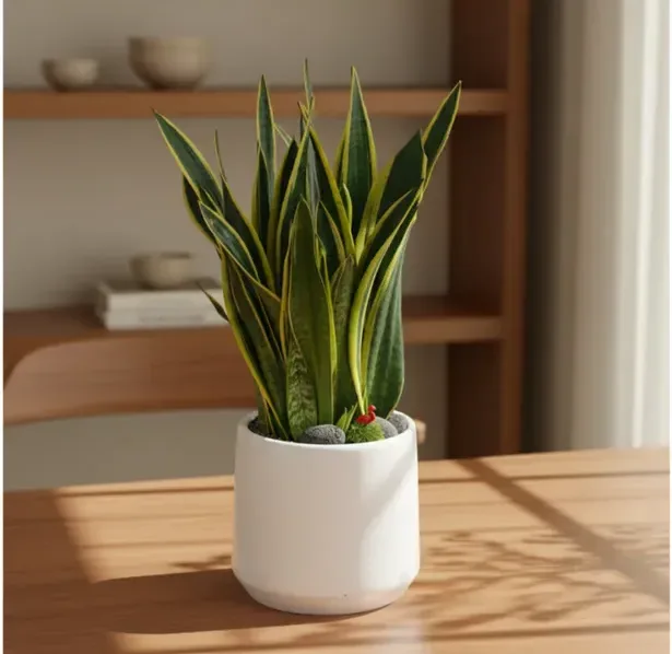 Snake Plant (Sansevieria)