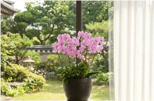 Phalaenopsis (Pink)