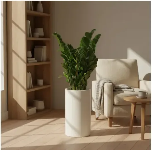 ZZ Plant (Zamioculcas)