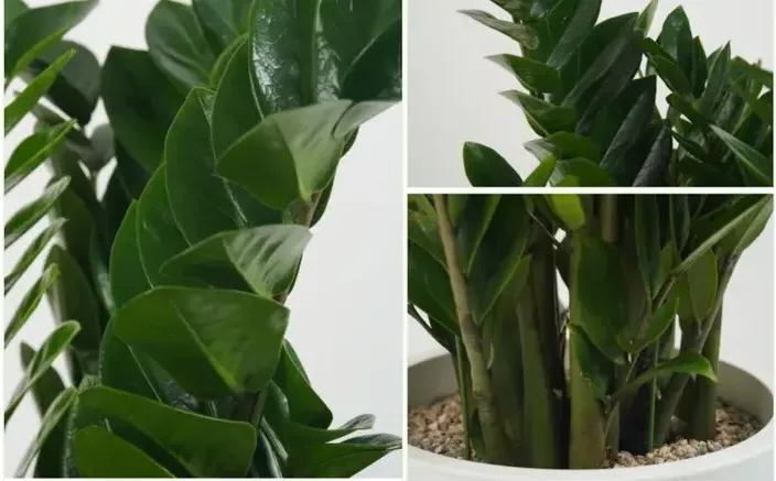 ZZ Plant (Zamioculcas)