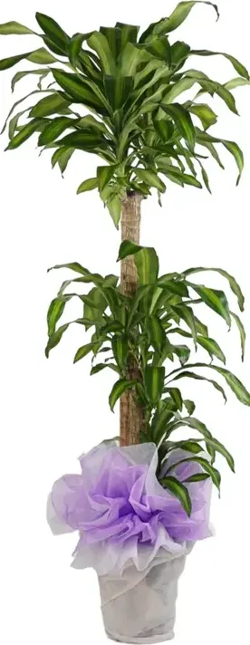 Corn Plant (Nursery Pot)