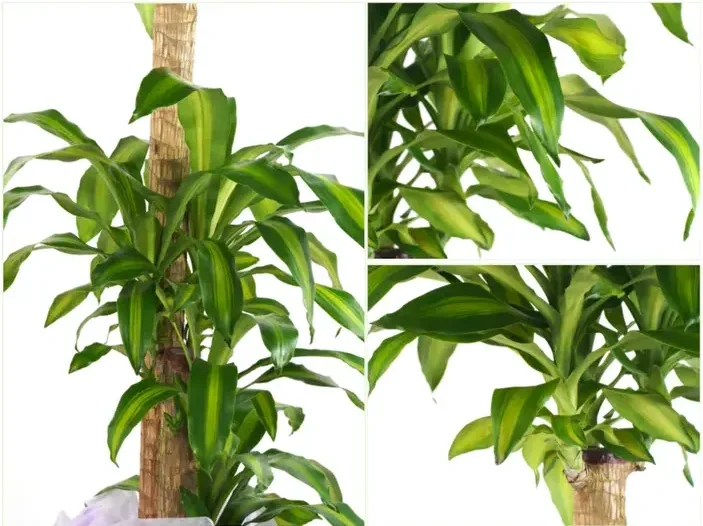 Corn Plant (Nursery Pot)