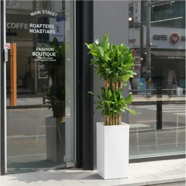 Golden Lucky Bamboo